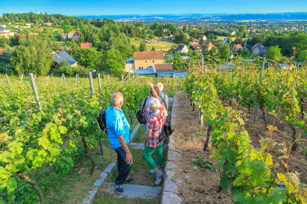 Tage des offenen Weingutes in Sachsen